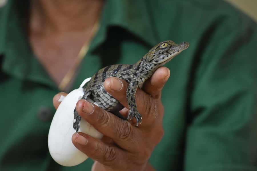 Mauritius: Crocodile Park and Tea Factory Tour with Tasting - Tea tasting at the chalet: flavored, green, and herbal