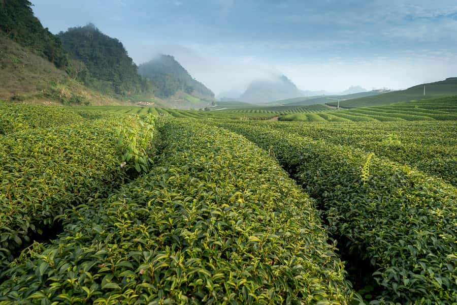 Mauritius: South Coast Tour with Tea Factory & Gris Gris - Gris Gris cliffs: where the ocean turns loud and the coast turns wild