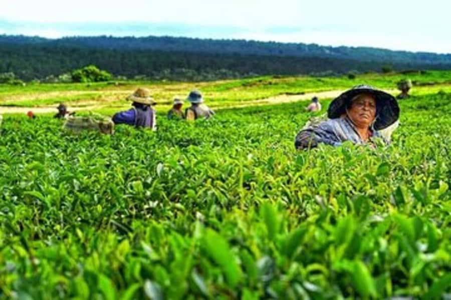 Mauritius: Tea and Sugar Plantation Guided Tour with Lunch - Domaine des Aubineaux: colonial houses, camphor trees, and essential oil distilling