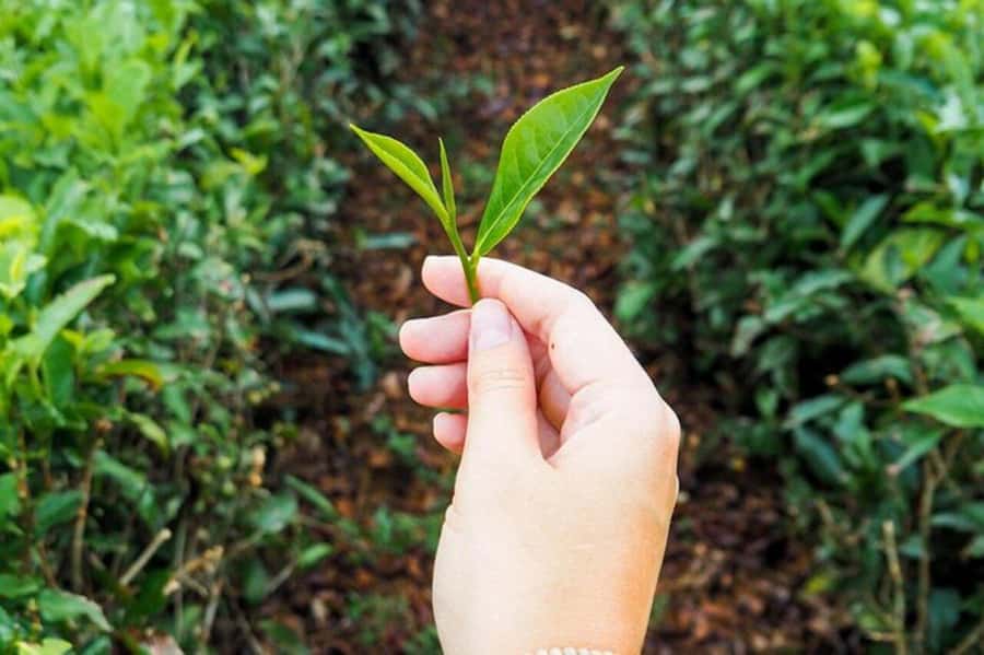 Mauritius: Tea and Sugar Plantation Guided Tour with Lunch - Rum tasting: fun moment, but ask for more production detail if that’s your goal