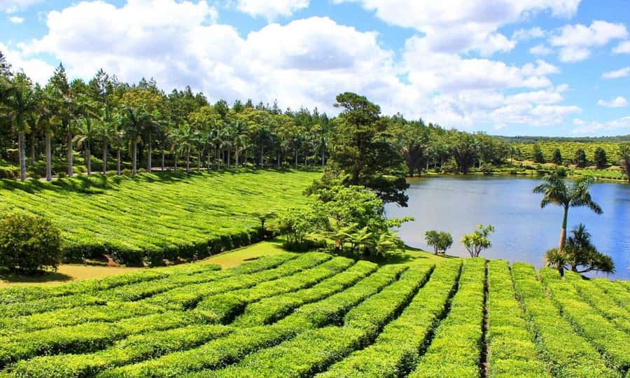Mauritius: Tea and Sugar Plantation Guided Tour with Lunch - Getting to the plantations: pickup, timing, and how private actually feels