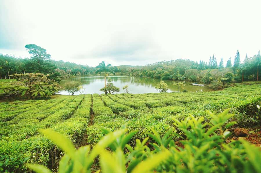 Mauritius: Tea, Rum and Vanilla Route with Lunch and Pickup - Why This Mauritius Route Feels Different (Tea, Rum, Vanilla, and Sugar All Day)