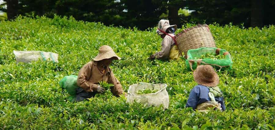 Mauritius: Tea, Rum and Vanilla Route with Lunch and Pickup - Lunch on the Vanilla Route: How the Food Fits the Theme