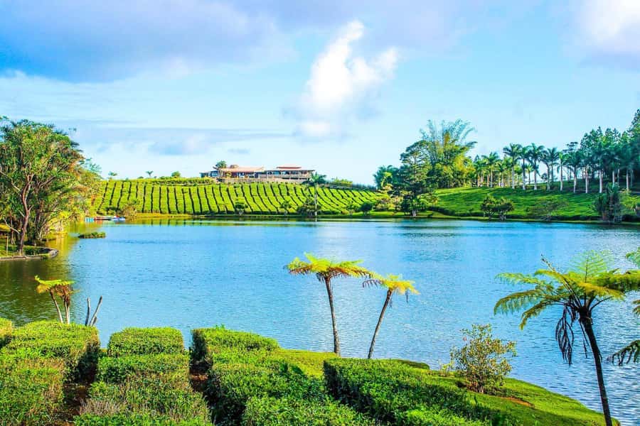 Mauritius: Tea, Rum and Vanilla Route with Lunch and Pickup - Best Fit: Who Will Love This Tour (and Who Might Not)