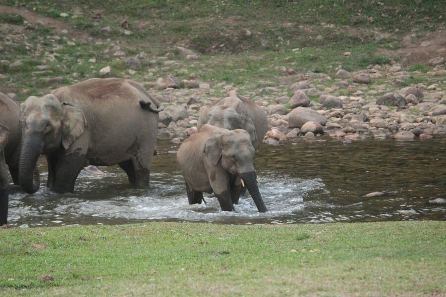 Munnar: Tea Garden and Elephant Safari Trip by 4x4 - Tiger Cave, Mankulam, and the Short Nature-Guided Detours