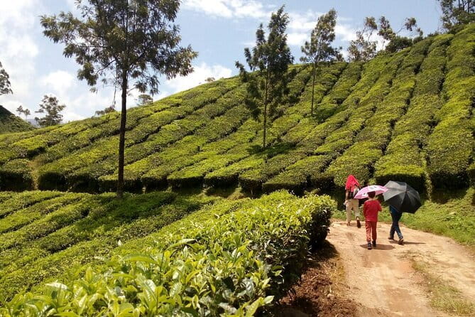 Munnar Tea Plantation Evening walking with Sunset View - Chokramudi Peak: shola forest, wildlife habitat, and big-name views