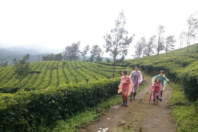 Munnar Tea Plantation Evening walking with Sunset View - Climbing through tea, grassland, forest, and rocks