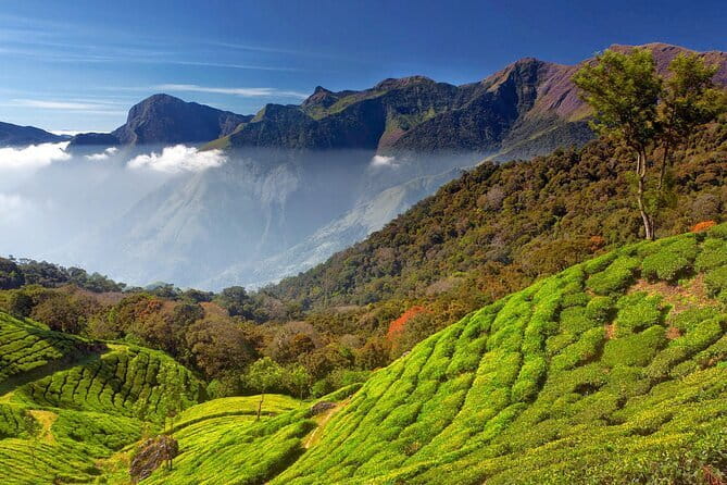 Munnar Tea Trail Tour , Tea factory visit & Tea Tasting - How to judge whether the guide experience matches your expectations