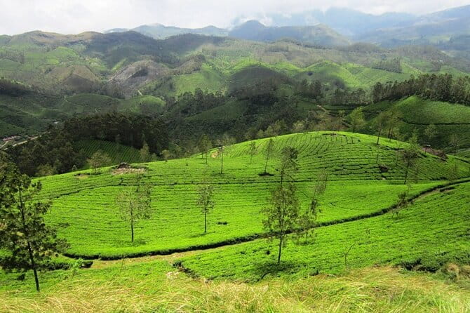 Munnar Tea Trail Tour , Tea factory visit & Tea Tasting - Tea tasting and blending: a structured course, not just free sips
