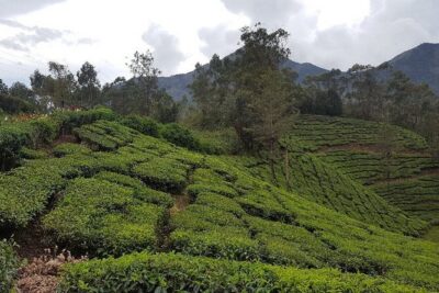 Munnar Tea Trail Tour with Factory Experience ( By Munnar Info) - Price and value: what $13.50 really covers