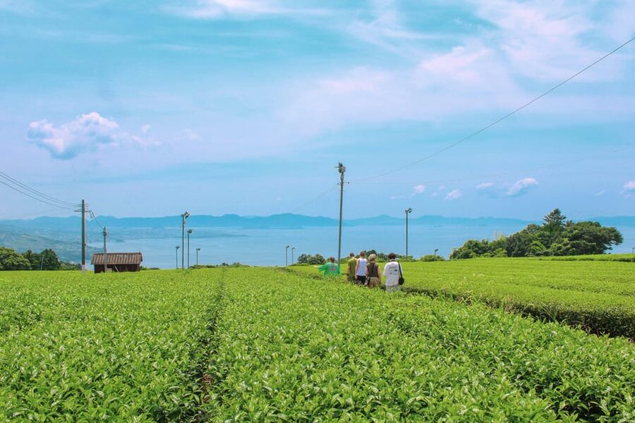 Nagasaki: Explore Japanese Teas on a Tea Tour - The tea factory stop and why Tamaryokucha gets center stage