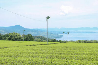 Nagasaki: Explore Japanese Teas on a Tea Tour - Walking into the Sonogi tea fields (the view part is not a gimmick)