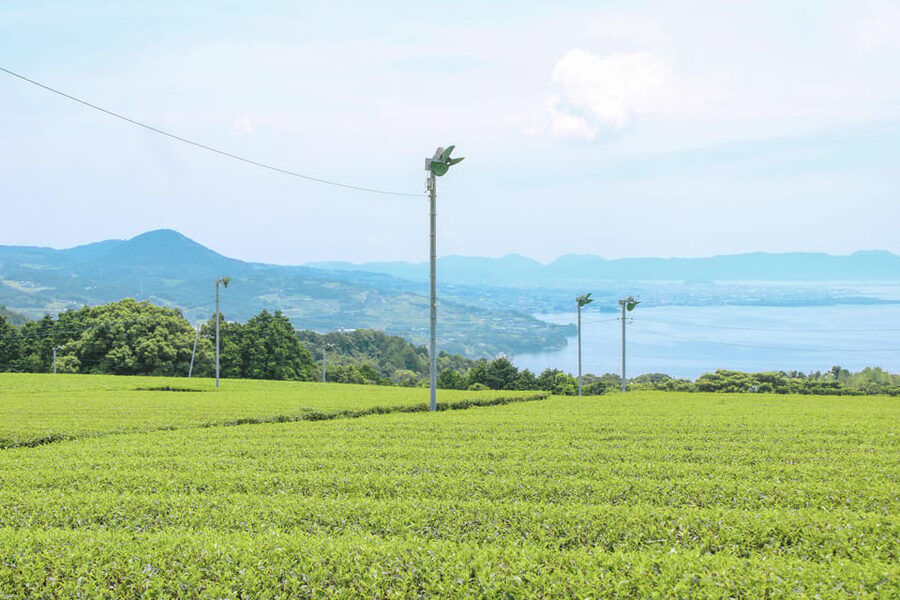 Nagasaki: Explore Japanese Teas on a Tea Tour - Walking into the Sonogi tea fields (the view part is not a gimmick)