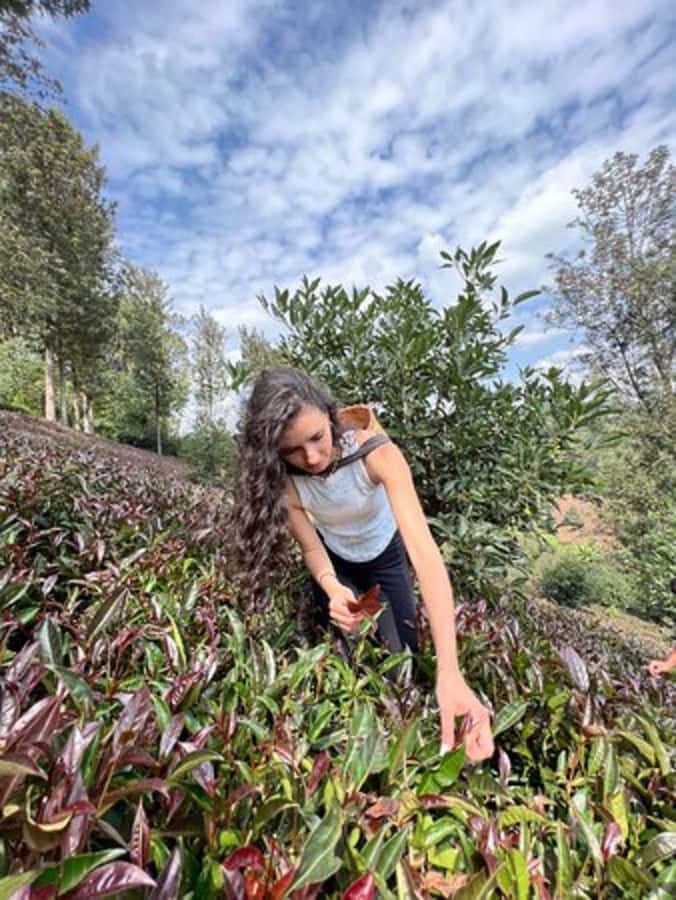 Nairobi: Purple Tea Farm Gatura Greens Day Trip - Tea Tasting Ceremony: What You’ll Learn Before You Pick