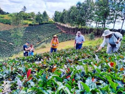 Nairobi: Purple Tea Farm Gatura Greens Day Trip - Nairobi Pickup and the Kenya Highlands Timing (8 Hours Total)
