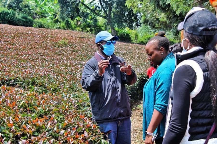 Nairobi: Purple Tea Farm Gatura Greens Day Trip - Bamboo Forest Walk to the Waterfall, Then the Swim