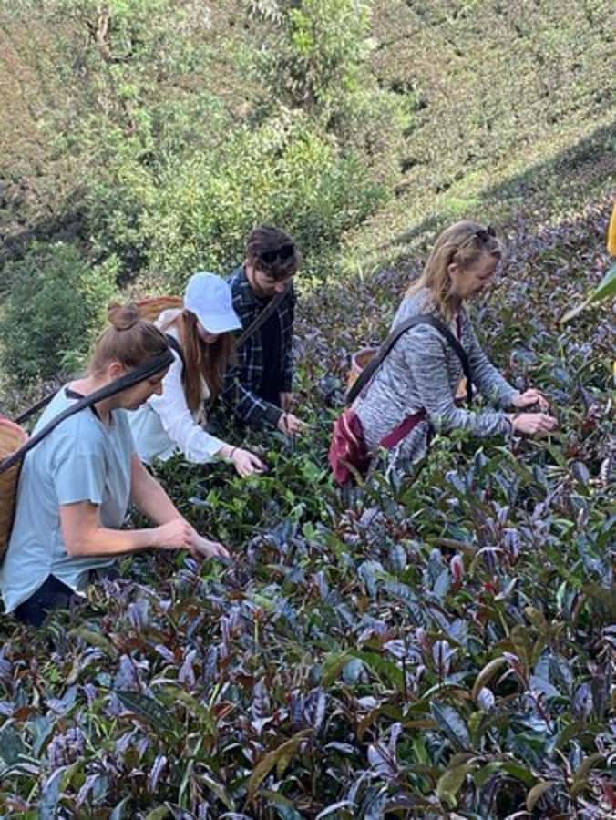 Nairobi: Purple Tea Farm Gatura Greens Day Trip - Price and Value: Tour Cost Plus the $45 Farm Entry Fee