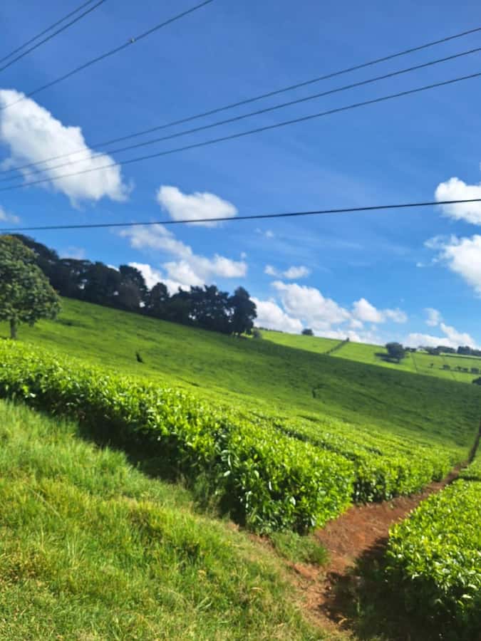 Nairobi: Tea Farm Day Trip with Lunch at kiambethu - Key Things You’ll Appreciate at Kiambethu Tea Farm