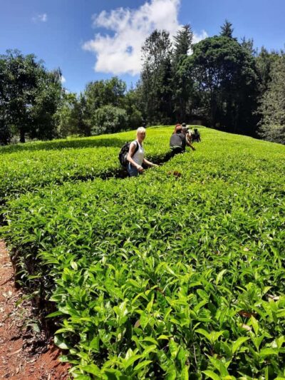 Nairobi: Tea Farm Day Trip with Lunch at kiambethu - Price and Logistics: Pickup Time and the On-Site $42 Fee