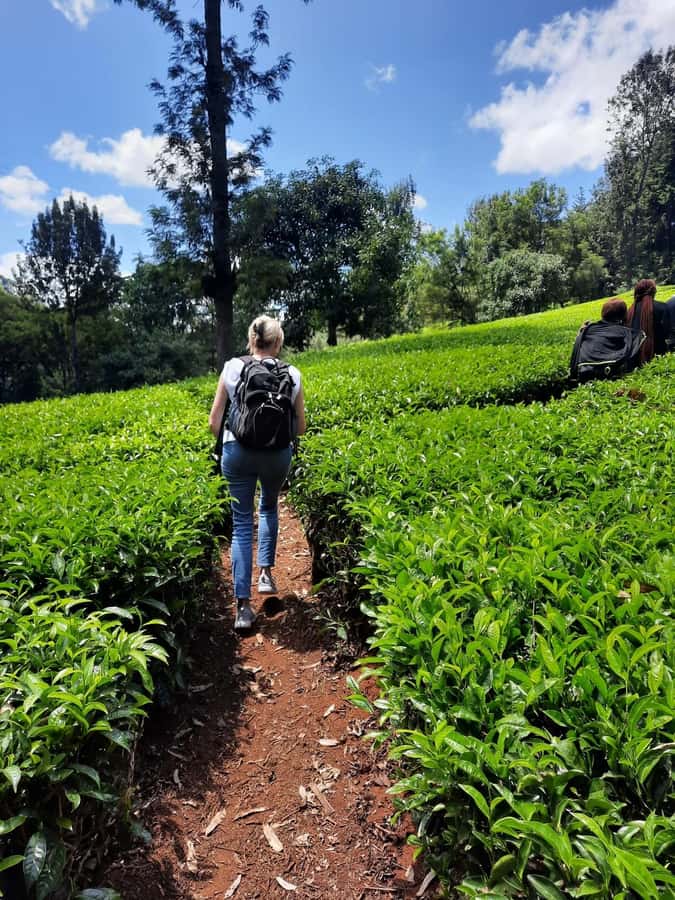 Nairobi: Tea Farm Day Trip with Lunch at kiambethu - Tea Tasting and What to Do with Your Souvenir at Home