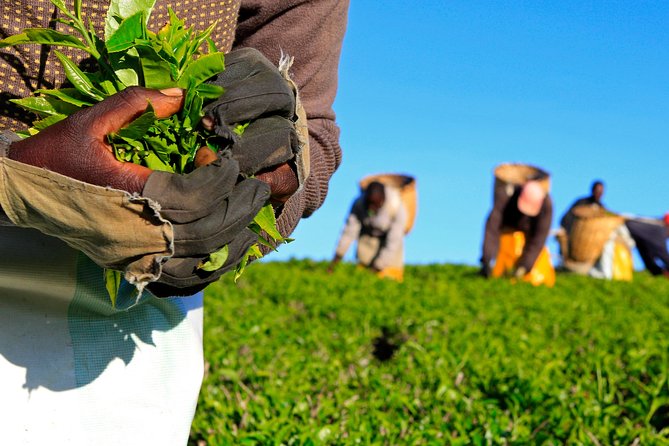 Nairobi to Kiambethu Tea Farm Tour - Key highlights worth getting excited about