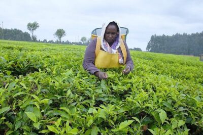 Nairobi to Kiambethu Tea Farm Tour - Your tea briefing: history and processing, in plain language