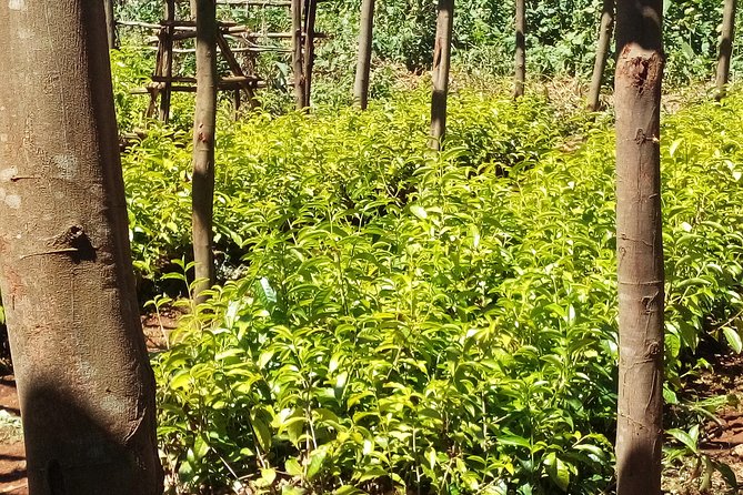 Nairobi to Kiambethu Tea Farm Tour - Indigenous forest walk, medicinal plants, and Colobus monkeys