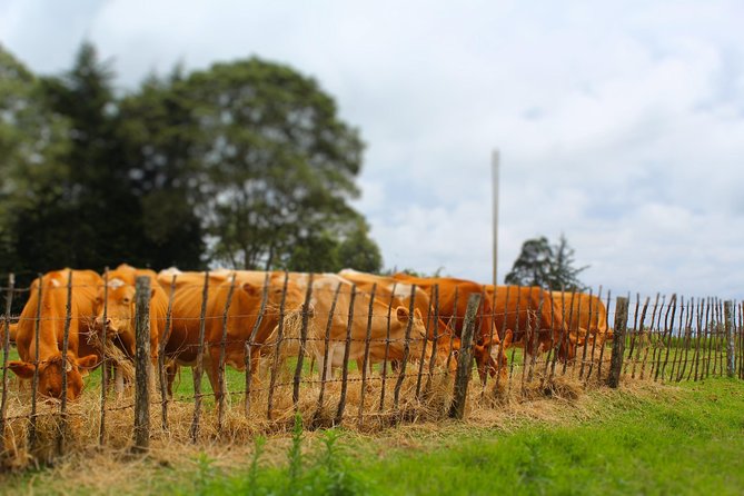 Nairobi to Kiambethu Tea Farm Tour - Pre-lunch verandah views and a 3-course farm-fresh lunch