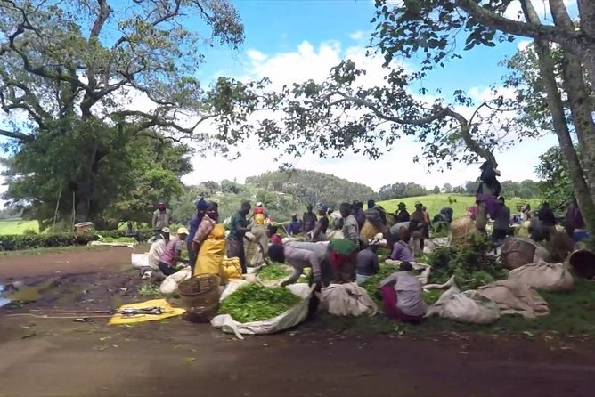 Nairobi to Kiambethu Tea Farm Tour - Price and value: is $108 a fair deal?