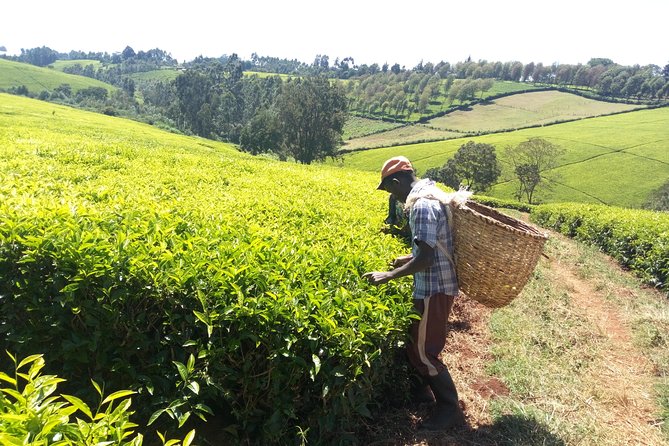Nairobi to Kiambethu Tea Farm Tour - Small details that make the day smoother