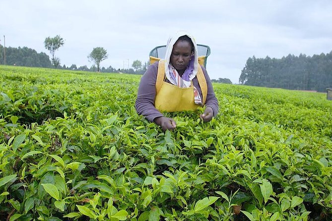 Nairobi to Kiambethu Tea Farm Tour - Your tea briefing: history and processing, in plain language