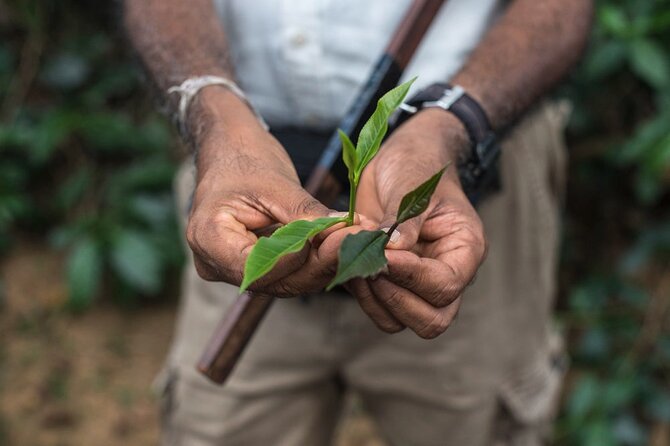 Nandana Tea Walking Tour in Sri Lanka - Key Highlights You Should Expect
