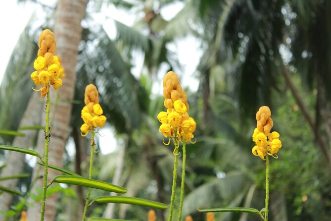Nandana Tea Walking Tour in Sri Lanka - Optional Organic Meal: Banana or Lotus Leaf Packaging