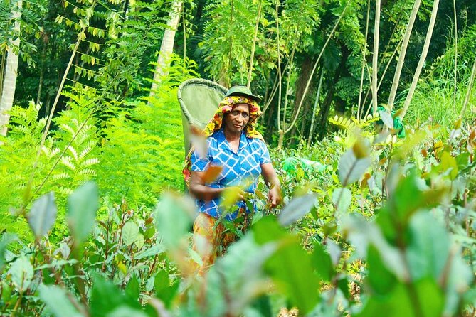 Nandana Tea Walking Tour in Sri Lanka - Value Check: Is $78 Worth It for a 2-Hour Tea Tour?