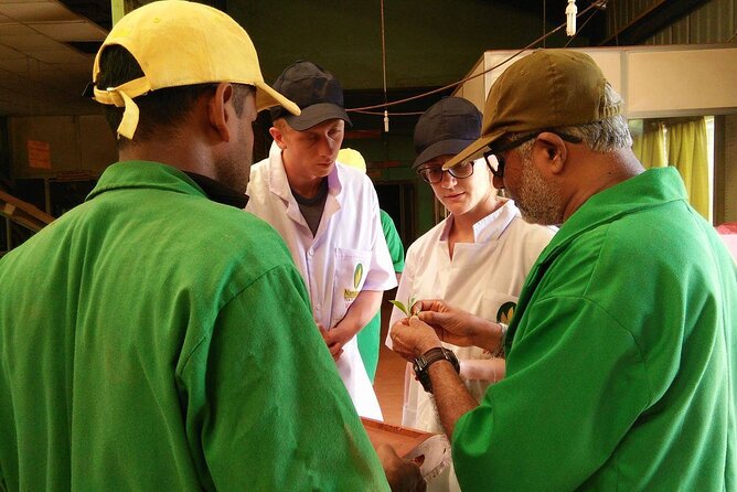 Nandana Tea Walking Tour in Sri Lanka - Timing, Weather, and How to Plan Your Day