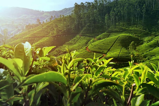 Nuwara Eliya: All Inclusive Horton Plains & Tea Plucking Day Trip - Why This Horton Plains + Tea Day Trip Works