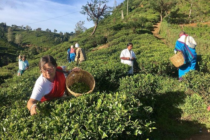 Nuwara Eliya: All Inclusive Horton Plains & Tea Plucking Day Trip - Lunch in Nuwara Eliya: Fuel Before Tea Country