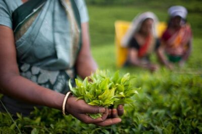 Nuwara Eliya: All Inclusive Horton Plains & Tea Plucking Day Trip - Horton Plains National Park: World’s End, Birds, and Baker’s Falls