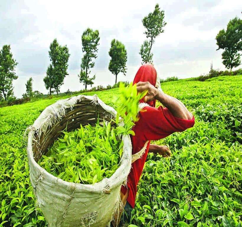 Nuwara Eliya: Tea Factory and Pickle Waterfalls Tuk Tuk Tour - Why this Nuwara Eliya tea-and-waterfalls combo works