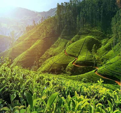 Nuwara Eliya: Tea Factory and Pickle Waterfalls Tuk Tuk Tour - Private tuk-tuk logistics: pickup, timing, and photo stops