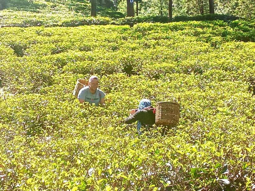 Nuwara Eliya: Tea Factory and Pickle Waterfalls Tuk Tuk Tour - Blue Field Tea Factory: a second look that improves the first