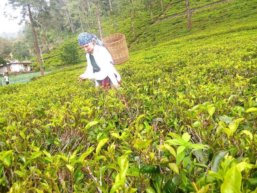 Nuwara Eliya: Tea Factory and Pickle Waterfalls Tuk Tuk Tour - Ramboda Falls: 109 meters of drama and the step-count reality