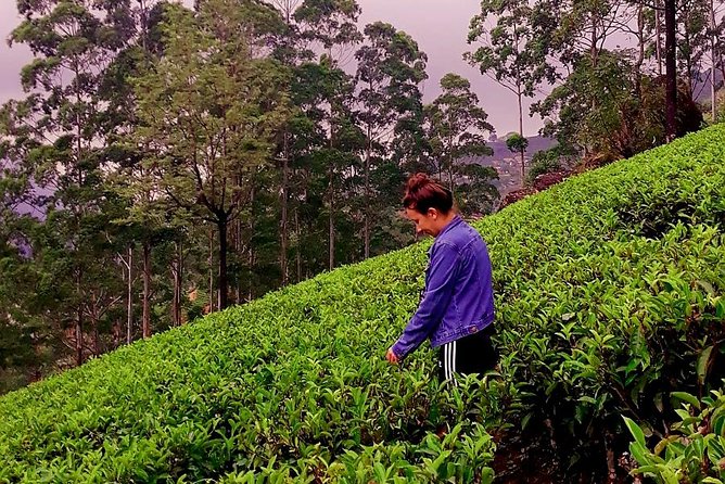 Nuwara Eliya Tea factory and waterfall tour - Blue Field Tea Factory: tea plucking and a shorter, hands-on-feel stop