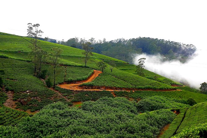 Nuwara Eliya Tea factory and waterfall tour - Transportation and timing: hotel pickup, a private group, and a calm pace