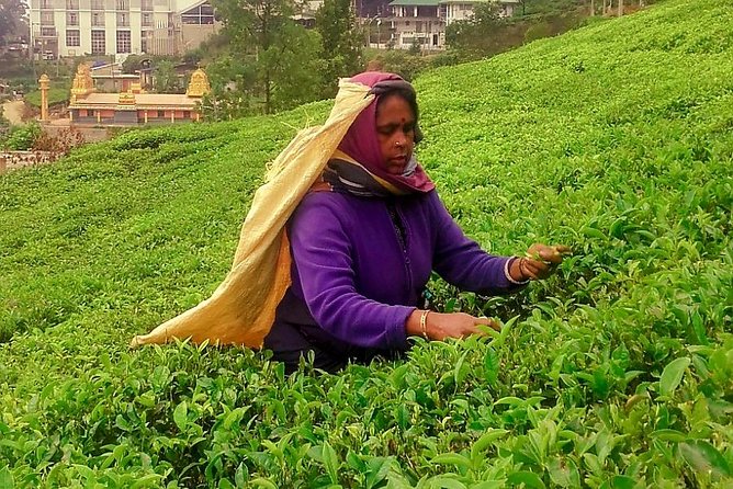 Nuwara Eliya Tea factory and waterfall tour - Guides and the human factor: what to expect from the people running the day