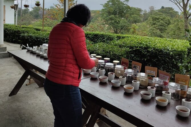 Palampur and Bir Tour, Tea Gardens, Adventures and Paragliding - Palampur Tea Gardens: More Than a Walk, Real Tea Craft
