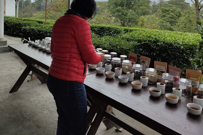 Palampur Tea Garden Tour - Getting there from Dharamsala: pickup plus private transport