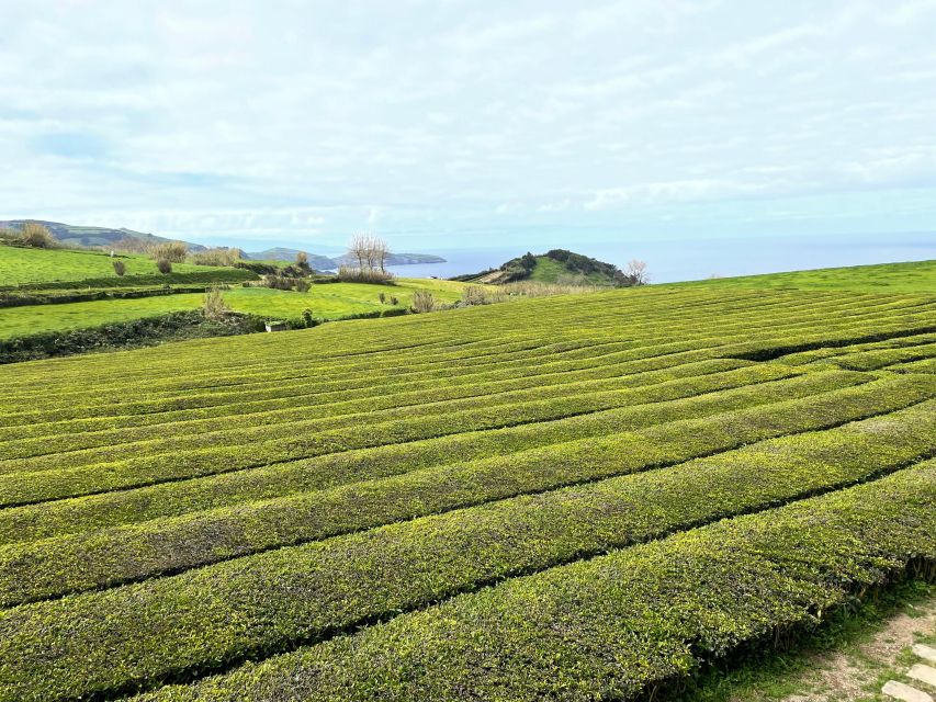 Privat van tour Furnas valley, Gorreana tea – islands gems - Terra Nostra Park: thermal waters, shade, and a chance to slow down
