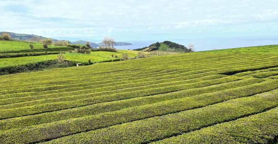Privat van tour Furnas valley, Gorreana tea – islands gems - Chapel photo stops: small breaks with big scenery