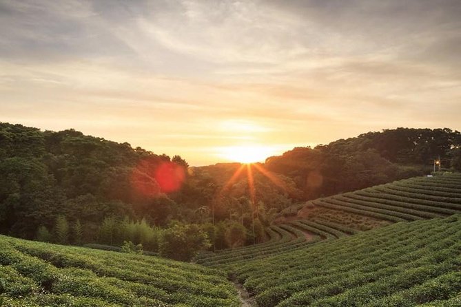Private Day Trip to Kiambethu Tea Farm in Limuru from Nairobi - Why Kiambethu Tea Farm is a smart Nairobi day trip